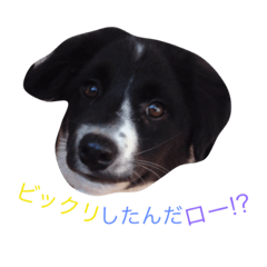 おまぬ犬.ロー