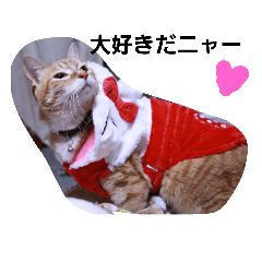 にゃんこの日常生活