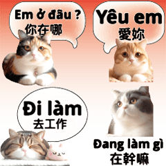 cute cat kitten vietnam chinese 1