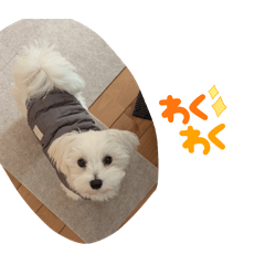 ナッツ君（マルチーズ）