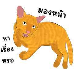 This is Orange cat