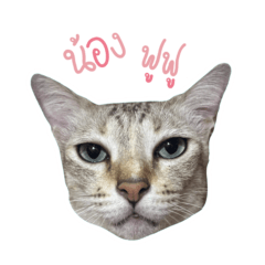 かわいくてぽっちゃりして頑固な猫