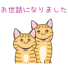 [お世話になりました専用]人面トラ猫