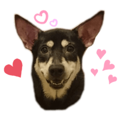 Brown Sugar Wuuuuu doggy(with words)