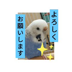 うちのインコの日常生活