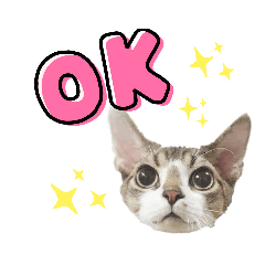 猫のスタンプ devonrex