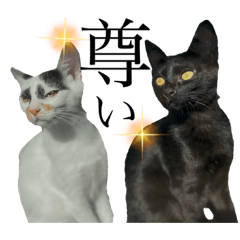 しあわせを運ぶ姉妹猫♡実写スタンプ【2】