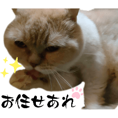 返信に困った時に猫スタンプ使うとよい説