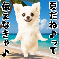 夏の♡エッホエッホ♪チワワ