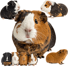 モルモット　実写