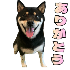 黒柴のいつもの挨拶