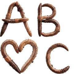 ミミズ　アルファベット文字