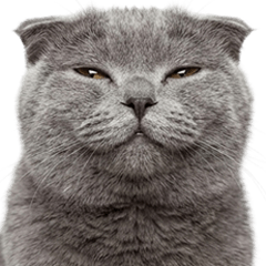 BIG! スコティッシュフォールド　実写