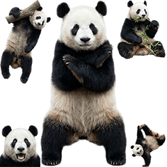 BIG! パンダ　実写