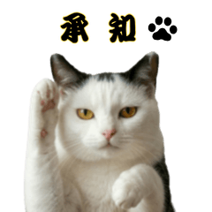 Samurai Hachiware Cat - Daily Stickers