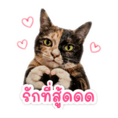Jibjib_20260430145201