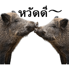 BIG! ずっと使えるイノシシ（タイ語）