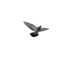 【小さく表示される】鳩！