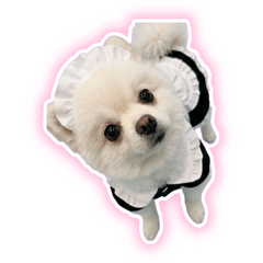 【ふわふわ】メイドのポメラニアン