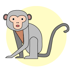 Grey Monkey (Momon)