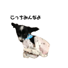 斉藤さん家の犬
