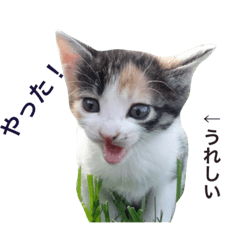 よく使う！チビ三毛猫スタンプ