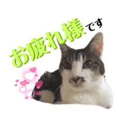猫好きに捧げるスタンプ☆第２弾