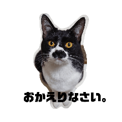 はちわれちょび髭ねこ こまめ その２