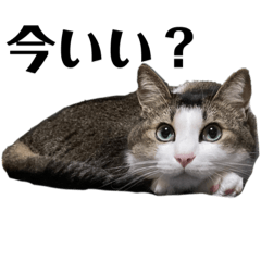 猫のくぅ　日常会話スタンプ