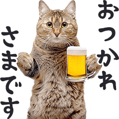 酒ビール！リアルな猫ミーム（日常）