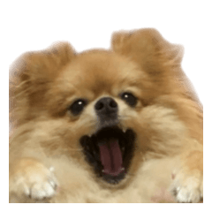 フランクなぽんたのスタンプ