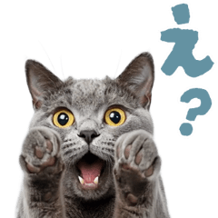 動く！にゃんとも！リアルな猫ミーム(日常)