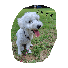 甘えん坊の番犬こはる