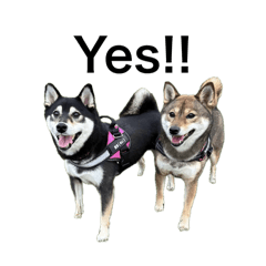 黒い子と茶色い子