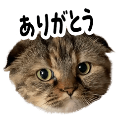 ルルのきもち。