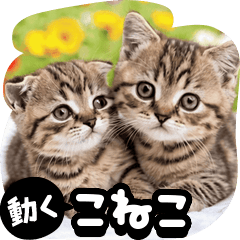 【動く】こねこ