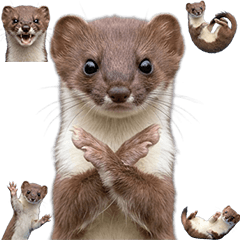 イイズナ　実写