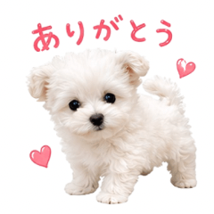 ポメプー楽笑ちゃんの日常スタンプ