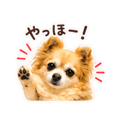毎日使える♡チワワの女の子♡