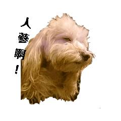 Ten Dogs Sweet Home_20190310215956