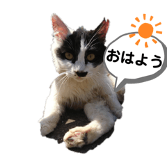 高島で生きる猫たち②日常会話編