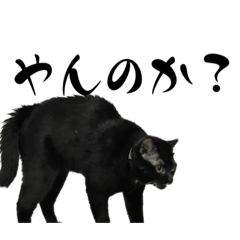 黒猫の本音