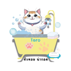 Taro Chubby Cat