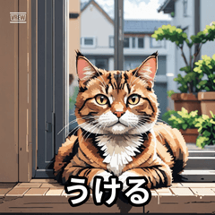 感情まるわかりネコ!