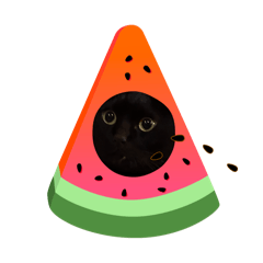 茶トラ黒猫三毛猫兄弟