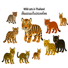 wild cats in Thailand