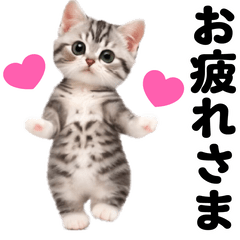 踊る！アメショー