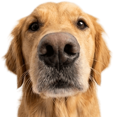 ゴールデンレトリバー　実写