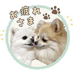 ポメラニアンのぽぽ・ひまり