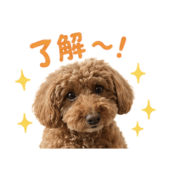 かわいいトイプードル関西弁